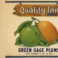 Label: Quality Inn Green Gage Plums