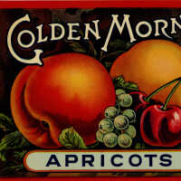 Label: Golden Morn Apricots