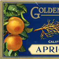 Label: Golden Bough Brand Apricots