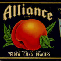 Label: Alliance Brand Yellow Cling Peaches