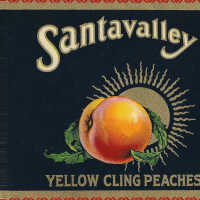 Label: Santa Valley Yellow Cling Peaches
