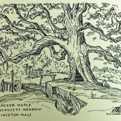 113 Goodnow Road Sketch: "Crocker Maple"