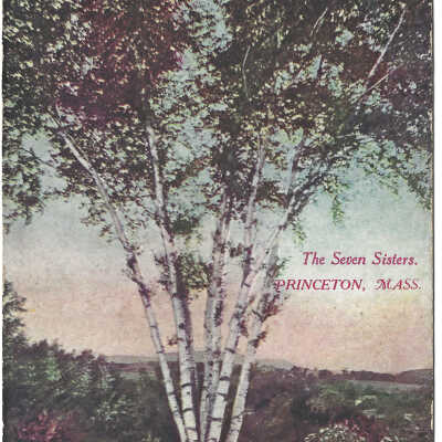 Seven Sister Birches