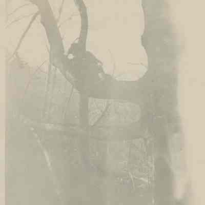Man in a tree