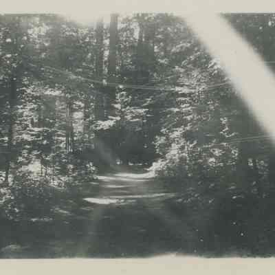 Wooded path