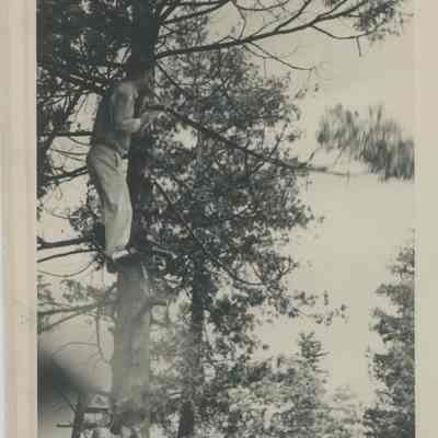 Man standing in a pine tree