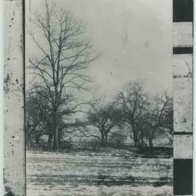 Field and trees in winter