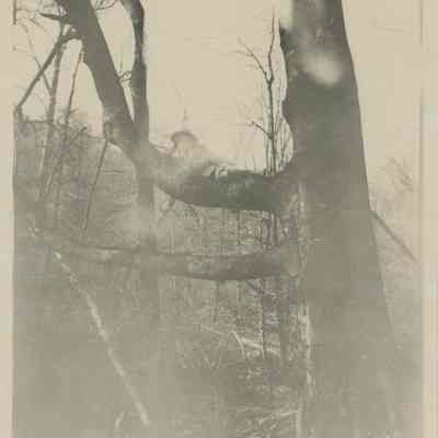 Young boy in a tree