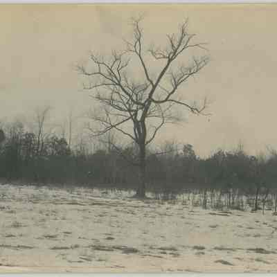 Snow Covered Field with Trees