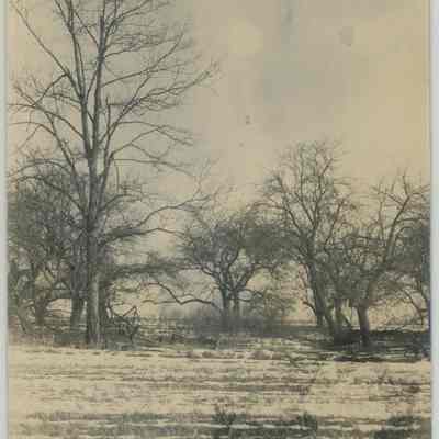 Snow Covered Meadow with Trees
