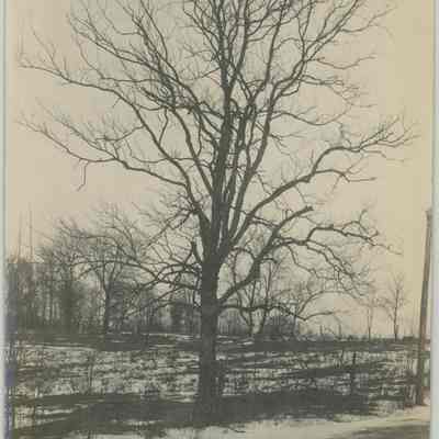 Snow Covered Field with Trees and Dirt Road