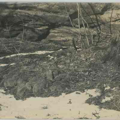 Snow Covered Slope with Tree Trunks
