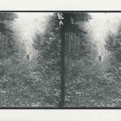 People walking in the woods