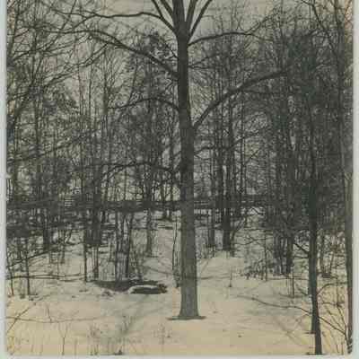 Snow Covered Grounds with Trees