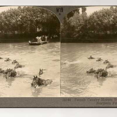 French Calavary Horses swimming river in Northern France.