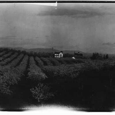 Prune Orchard