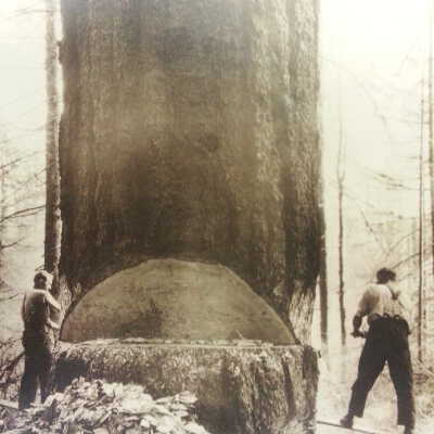 Timber