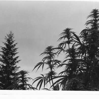 Plant photograph, 1974(?)