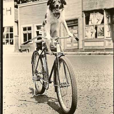 Bob Scott's Dog on Main Street