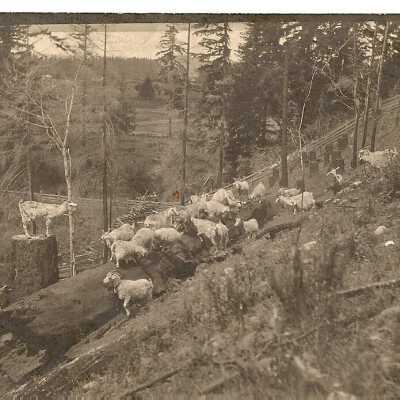 Goats on hillside