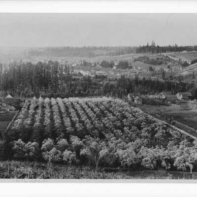 Acres of Trees in row