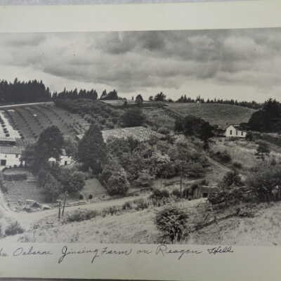 John Osborne Ginsing Farm on Reagon Hill