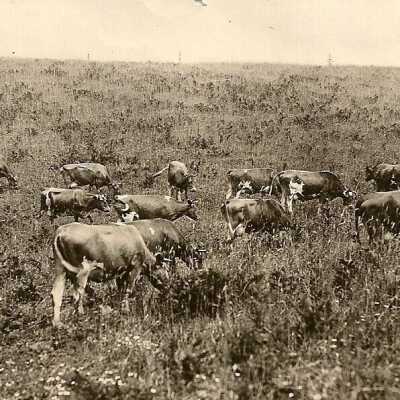 Shibley Cattle