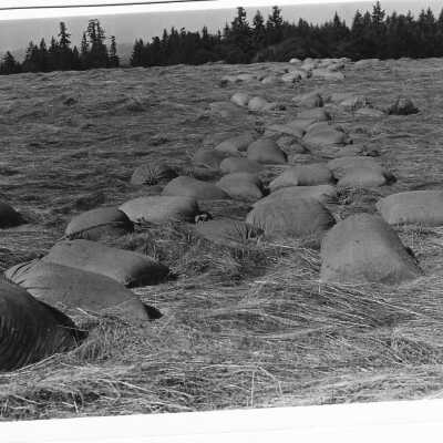 Grass seed gathering