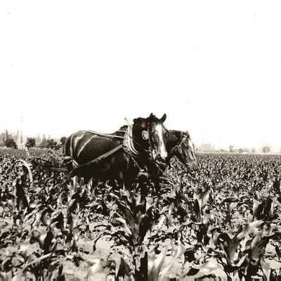 Horses in corn field