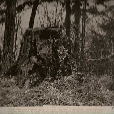 Witness Tree Stump