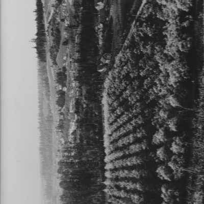 Prune Orchard near Estatada