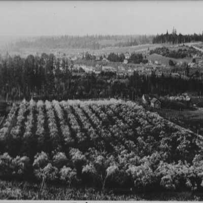View of prune orchard near Estacada
