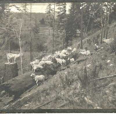 Goats grazing on hill side of rifle range.