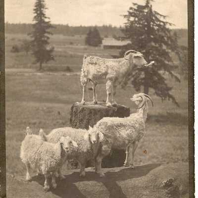Goats on Burnett Place
