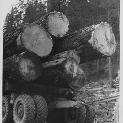 Logs on Truck