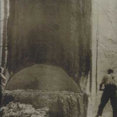 Cutting down of a large tree