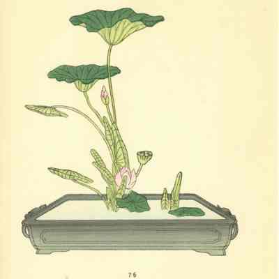 untitled botanical print (Plate 76)