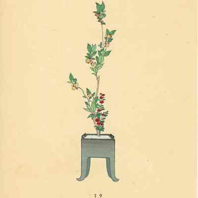 untitled botanical print (Plate 39)