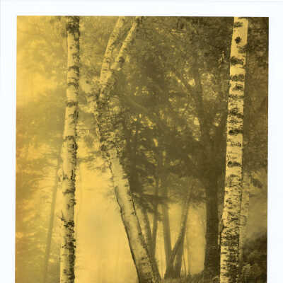 Birch Trees & Gold Light