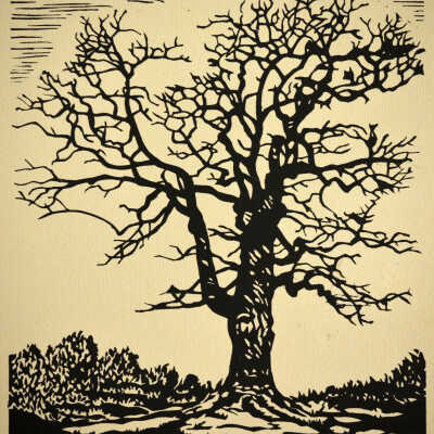 Oak Tree