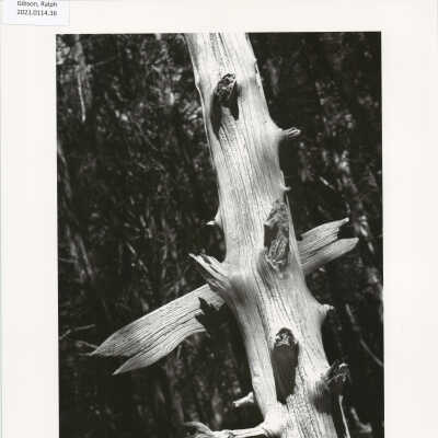 Untitled (from MONO, p. 108)