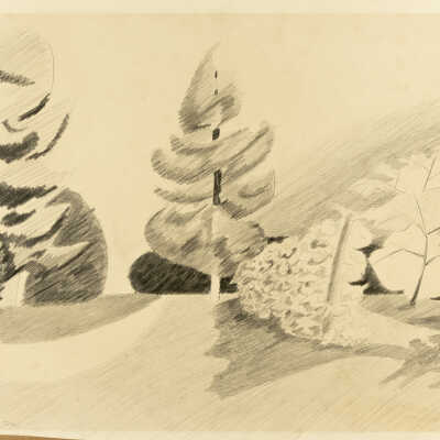 Grapevines & Pine Tree