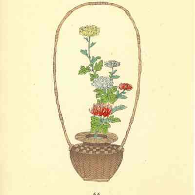 untitled botanical print (Plate 66)