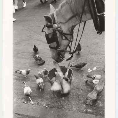 Horse and Pigeons
