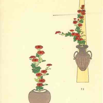 untitled botanical print (Plates 74 & 75)