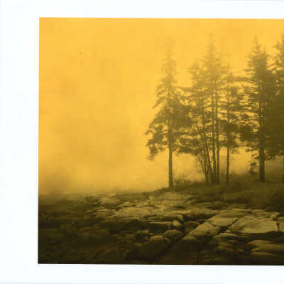 Trees & Rocks