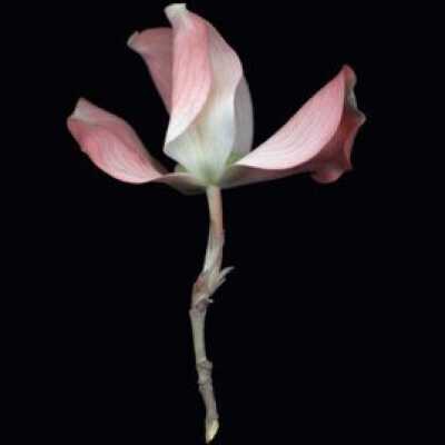Dogwood