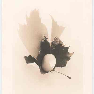 Egg in a Sycamore Leaf