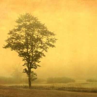 Spring Morning