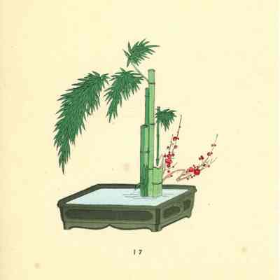 untitled botanical print (plate 17)
